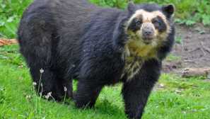 Velká panda: dravec, který nejí maso